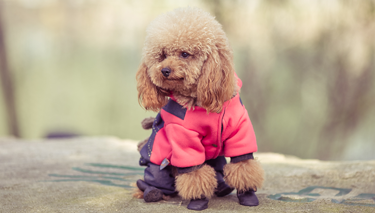 Одежда для собак и щенков: какая бывает и зачем нужна