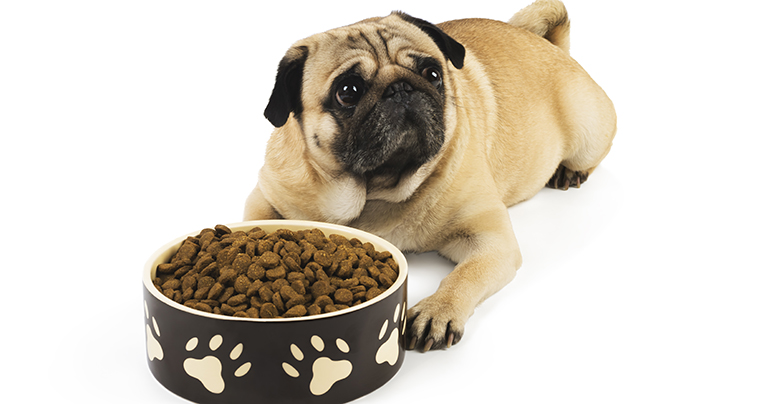«Фест Чойс» для собак hypoallergenic: питание для здоровья кожи и пищеварения 
